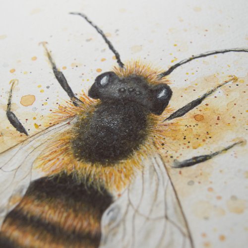 Plakát Včela samotářka - Formát: A3