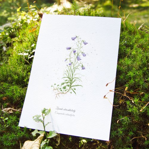 Plakát Letní rostlinky - zvýhodněný set - Formát: A4, Typ: Pomněnka lesní