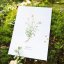 Plakát Letní rostlinky - zvýhodněný set - Formát: A3, Typ: Kopretina bílá