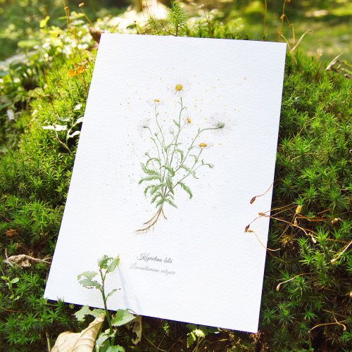 Plakát Letní rostlinky - zvýhodněný set - Formát: A4, Typ: Kopretina bílá