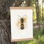 Plakát Včela samotářka - Formát: A4