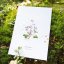 Plakát Jarní rostlinky - zvýhodněný set - Formát: A4, Typ: set 3 - Prvosenka, Sasanka, Plicník
