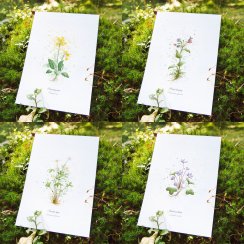 Plakát Jarní rostlinky - zvýhodněný set